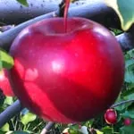 Apple Standard, Mcintosh