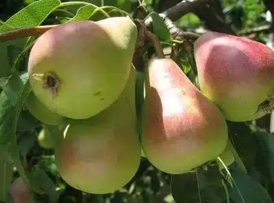 Pear Standard, Ayers
