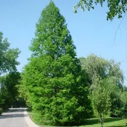 Bald Cypress, Native (Taxodium distichum)