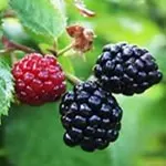 Blackberry, Arapaho Erect