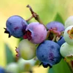 Blueberry, Vernon (Rabbiteye)