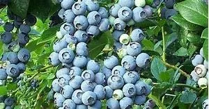 Blueberry, Brightwell (Rabbiteye)