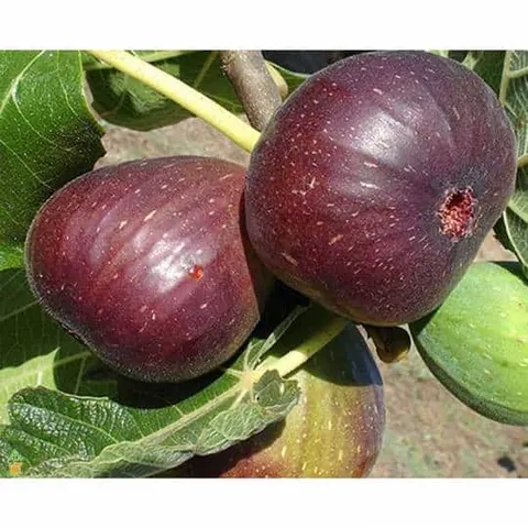 Fig, Brown Turkey