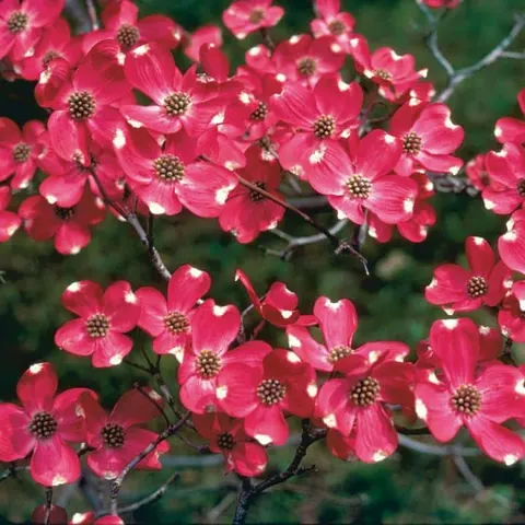 Dogwood, Cherokee Chief (Red Native)