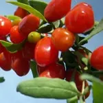 Goji Berry, Standard