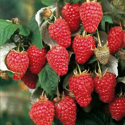 Raspberry, Heritage