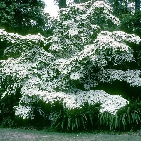 Dogwood, Kousa (Cornus kousa var chinensis)
