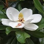 Magnolia, Southern