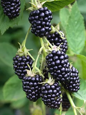 Blackberry, Natchez Erect