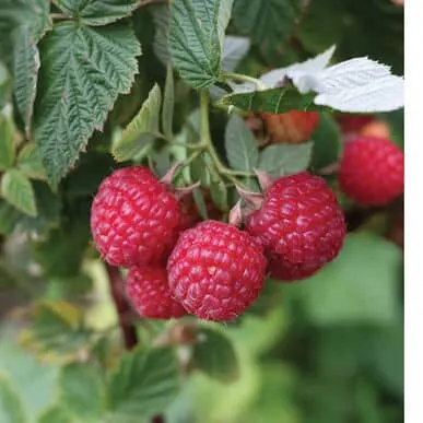 Raspberry, Nova