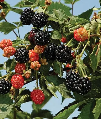 Blackberry, Ouachita Erect