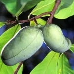 Paw Paw, Standard