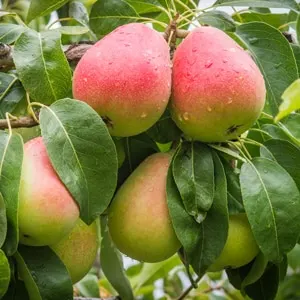 Pear, Standard, Moonglow