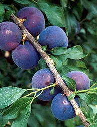 Plumcot, Standard, Spring Satin