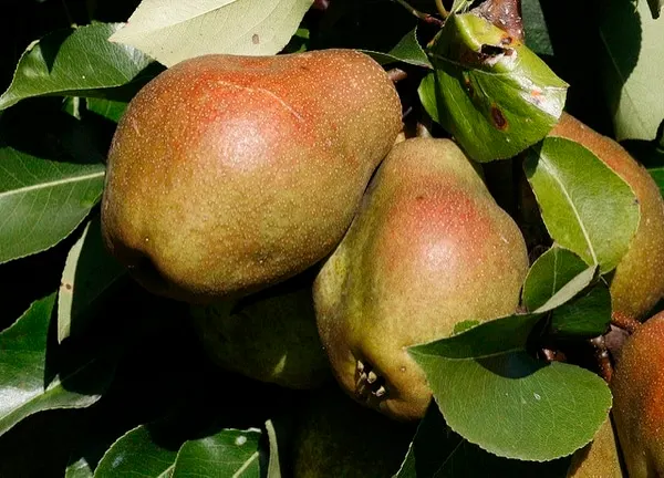 Pear, Standard, Keiffer