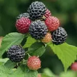 Raspberry (Black), Cumberland