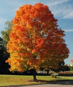 Sassafras, Native