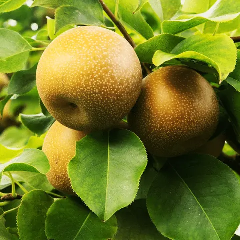 Asian Pear, Standard, Shinko