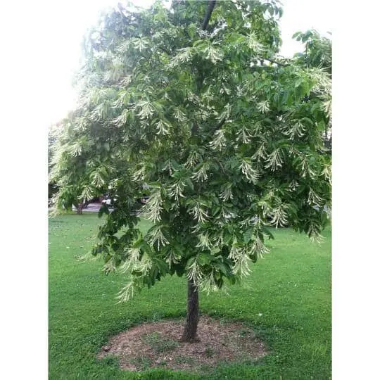 Sourwood, Native (Oxydendrum arboreum)
