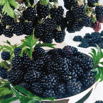 Blackberry, Triple Crown