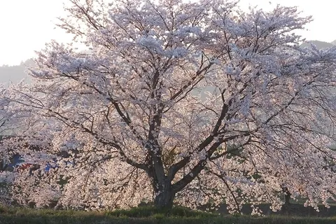 Cherry, Yoshino White (Ornamental)