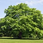 Butternut, White Walnut