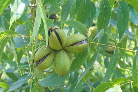 Pecan, Carya Hardy