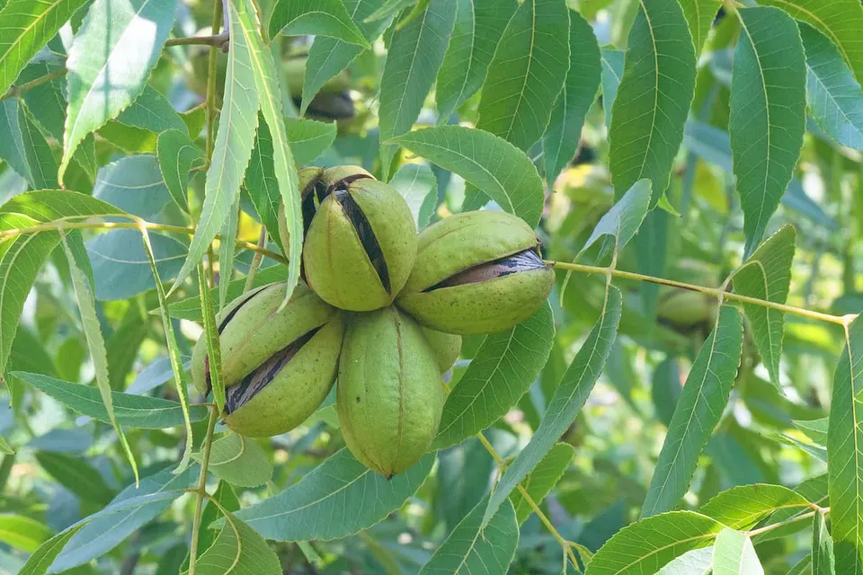 Pecan, Carya Hardy