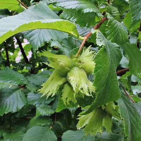 Hazelnut, corylus americana