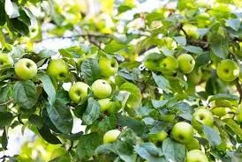 Apple Semi-Dwarf, Lodi
