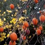 Persimmon, American Common