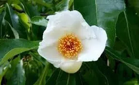 Franklin Tree (Franklinia alatamaha)