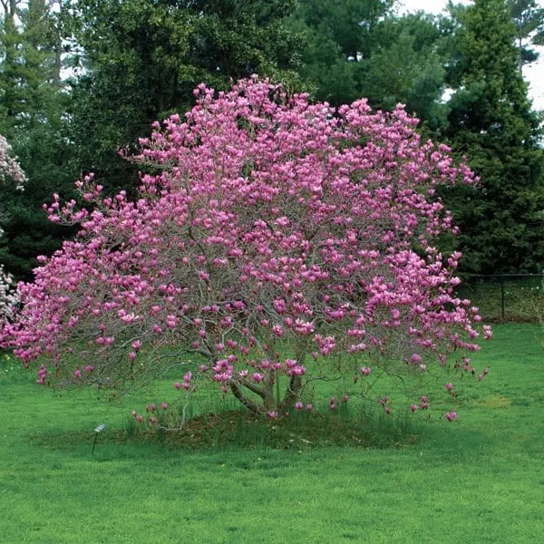 Jane Magnolia (Magnolia liliflora ‘Jane’)
