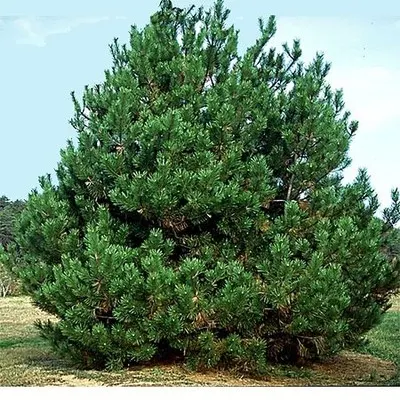 Pine, Japanese Black (Pinus thunbergiana)