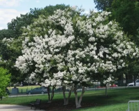 Sarah’s Favorite Crape Myrtle