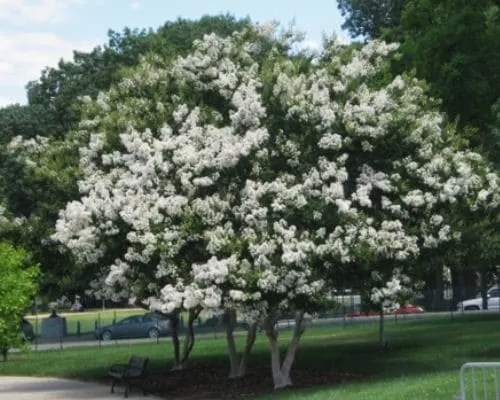 Sarah’s Favorite Crape Myrtle
