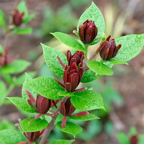 Carolina Sweetshrub Allspice (Calycanthus floridus)