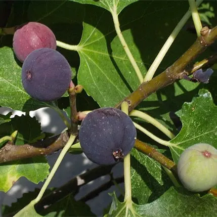Fig, Chicago Hardy
