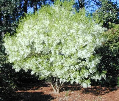 Fringe Tree, Chionanthus virginicus