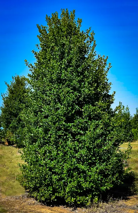 Greenleaf Holly (Ilex opaca ‘Greenleaf’)