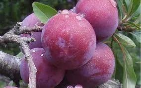 Plum, Standard, Methley