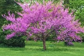 Redbud, native (Cercis canadensis)