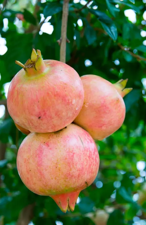 Pomegranate, Salvatski
