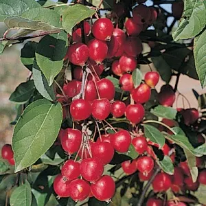 Crabapple, Callaway