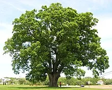 White Oak (Quercus alba)