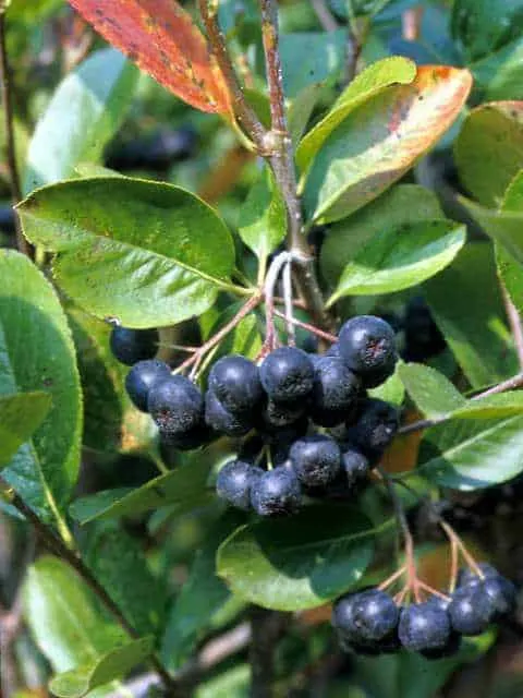 Chokeberry, Aronia black