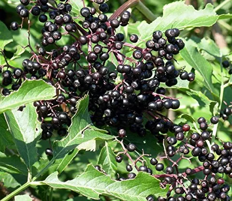 Elderberry (Sambucus canadensis) – Adam’s Cultivar