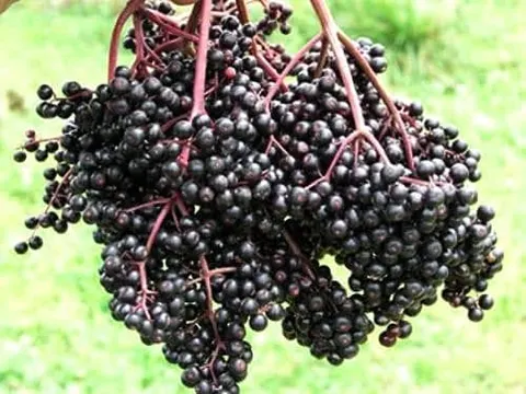 Elderberry (Sambucus canadensis) – Bob Gordon Cultivar