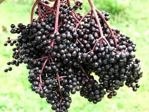 Elderberry (Sambucus canadensis) – Bob Gordon Cultivar