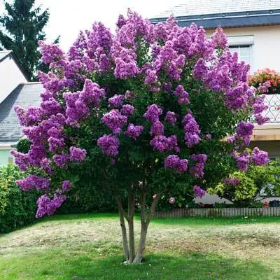 Catawba Crape Myrtle
